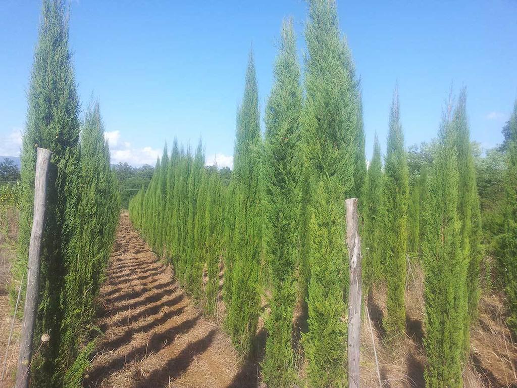 Agricampeggio Madonna Di Pogi Bucine Exteriér fotografie